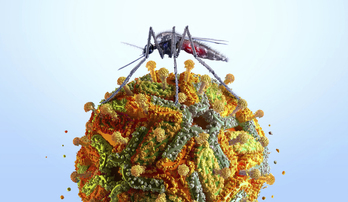 Mosquito transmisor de la fiebre amarilla.