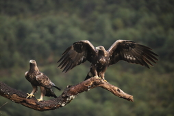 Erakusketako irudi bat.