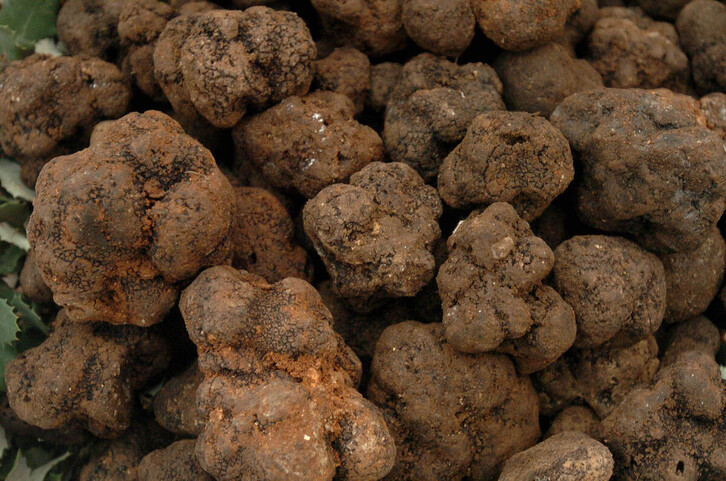 Durante 35 años, Joaquín Pueyo recogió trufas en Araba.