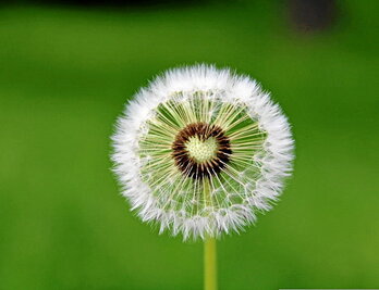 Desirak aurpegi ezberdinak izan ditzake.