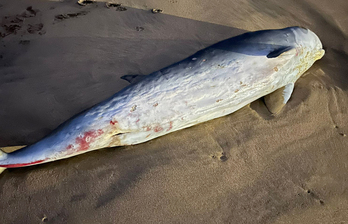 Zierbenako Arena hondartzan hilik agertu zen katxalote nanoa.