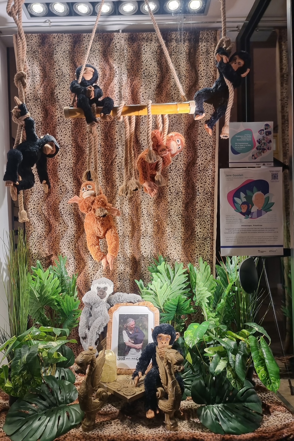 Galdakaon Jane Goodall primatologoaren omenez optika Arteagak prestatutako erakusleihoa. (ELHUYAR)