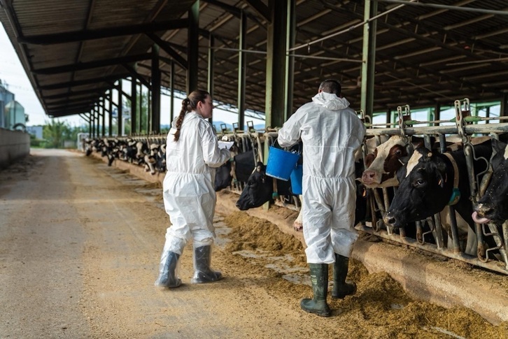 Veterinarios vacunando una explotación ganadera bovina.