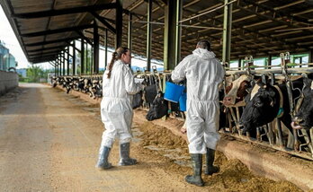 Dos veterinarios proceden a la vacunación de una granja de ganado vacuno.