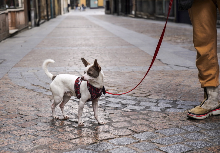 Iruñea regulará la suelta de perros en espacios y horarios concretos.