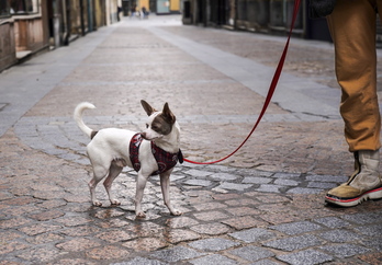 Iruñea regulará la suelta de perros en espacios y horarios concretos.
