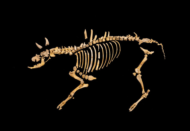 Imagen del esqueleto de un bisonte de hace 4.000 años hallado en Urbasa.