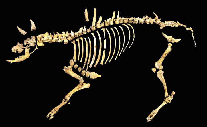 Imagen del esqueleto del bisonte de hace 4.000 años hallado en Urbasa.