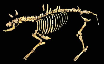 Imagen del esqueleto del bisonte de hace 4.000 años hallado en Urbasa.