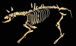 Imagen del esqueleto del bisonte de hace 4.000 años hallado en Urbasa.