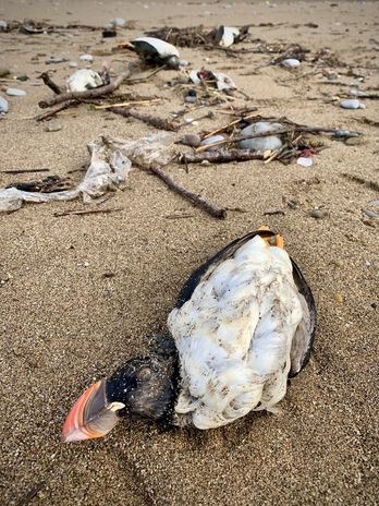 Arrigunako hondartzan hilik agerturiko «lanpernatxoak».