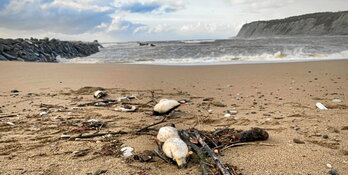 Frailecillos en Getxo.