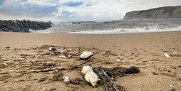 Frailecillos en Getxo.