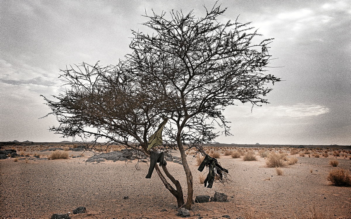 Un árbol cerca de Agüenit, que se emplea para secar la ropa limpia de los combatientes del Polisario. (Andoni Lubaki | Ronak Press)