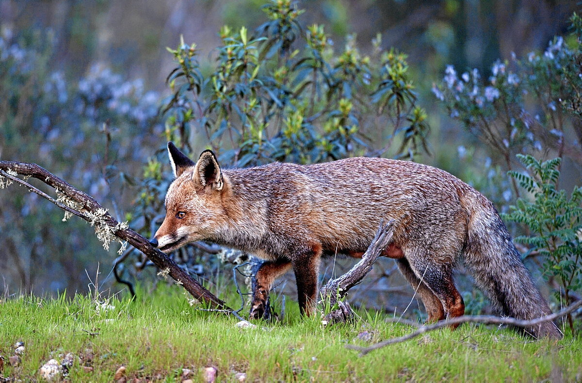 (Jose Antonio Martinez)