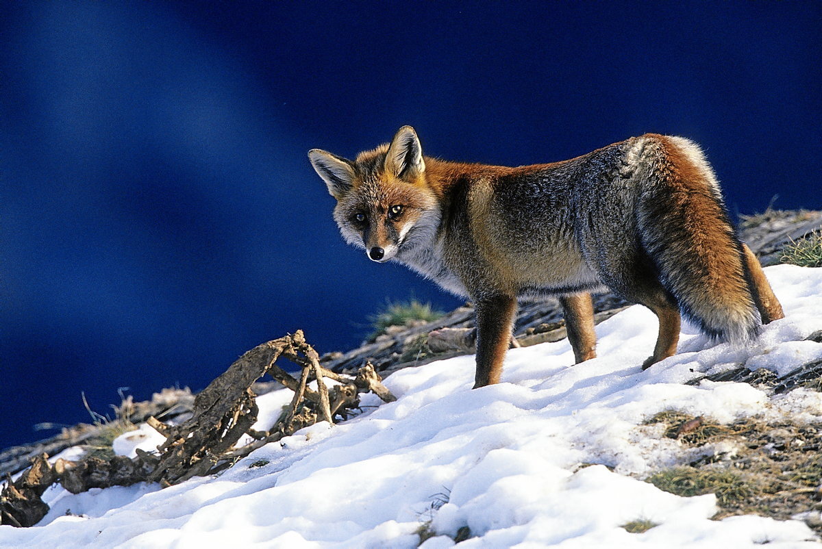 (Jose Antonio Martinez)