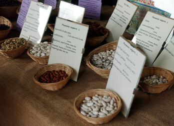 Hazien babeserako ekimen ugari izan ohi dira, irudian orain urte batzutako Markinako Hazien eguna.