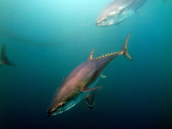 Nazioarteko ikerketa batek hegalaburraren mugimenduak aztertu ditu. 
