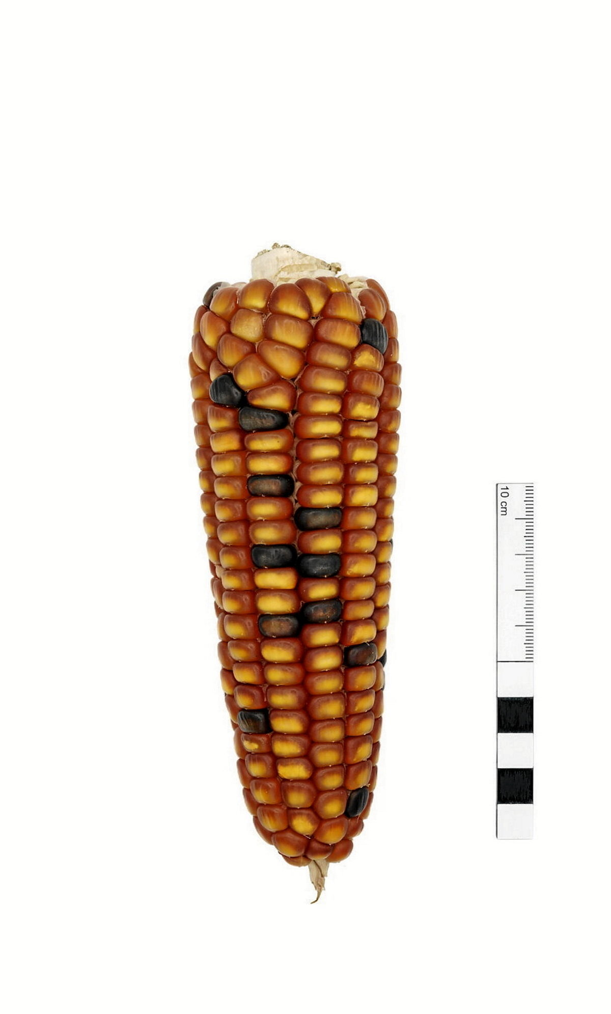 Baserritar bakoitzari eskatu diote artoa lagin bezala emateko, ikerketa laneko argazkiak egiteko. Beraiek segituan dakite zein den politena. (Maria AZKARATE)