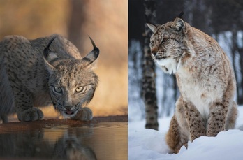 Un ejemplar de lince ibérico y otro de lince boreal.