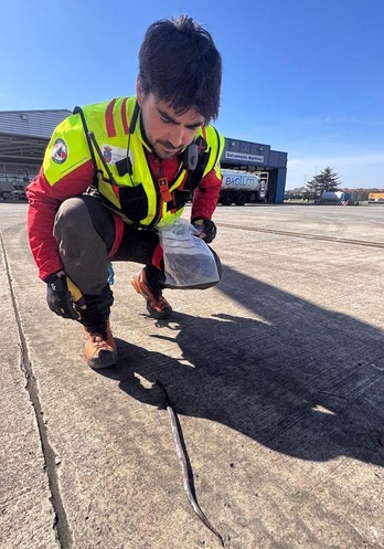 La víbora que ha mordido al senderista vasco.