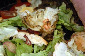 Hondakin organikoak, artxiboko irudi batean.