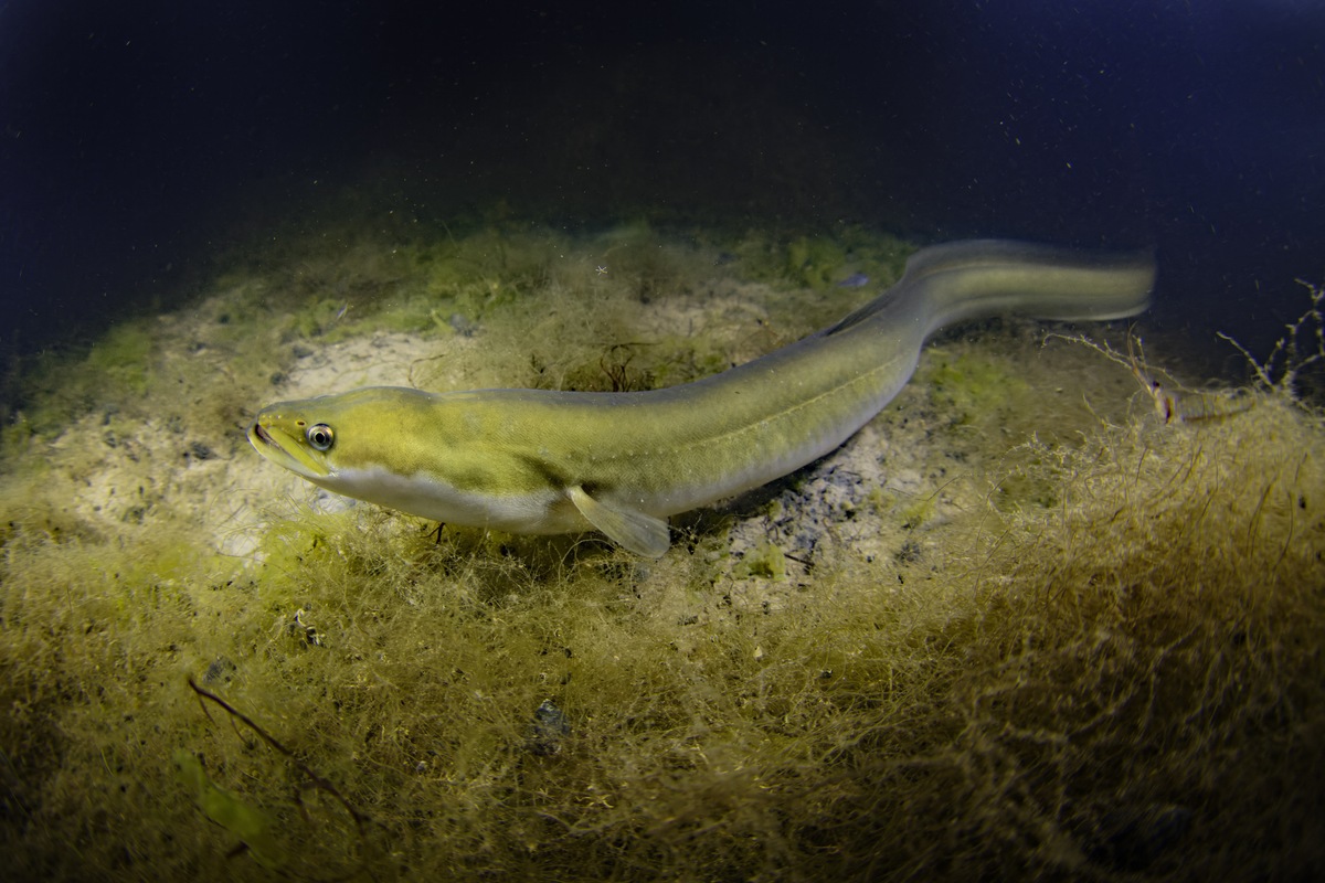 Una anguila amarilla, en un río francés durante la noche. (Bruno GUENARD/AFP)