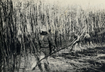 Varios navarros cortando caña de azúcar en Australia.