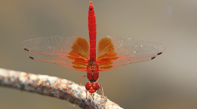 Libélulas, esas desconocidas.