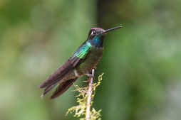 Talamanca kolibria.