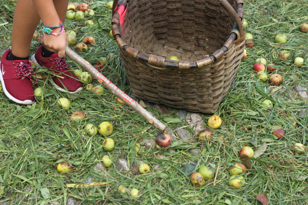 Sagarrak biltzen kizkiarekin (Marko Ganuza)