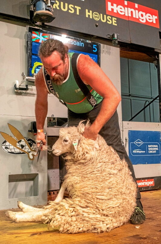 Ardi moztaileen euskal selekzioko kideetako bat.