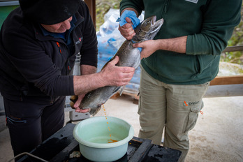 Gabriel Salaberri desovando a una hembra de salmón en Oronoz-Mugaire.