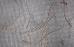 Ejemplares de angulas, en una imagen de archivo.