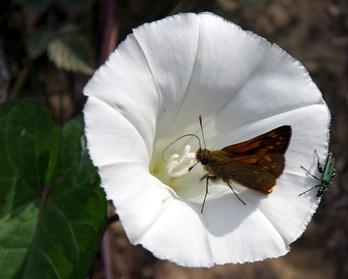 Tximeletak eta beste intsektu polinizatzaileak babesteko ekimena Bilbon.