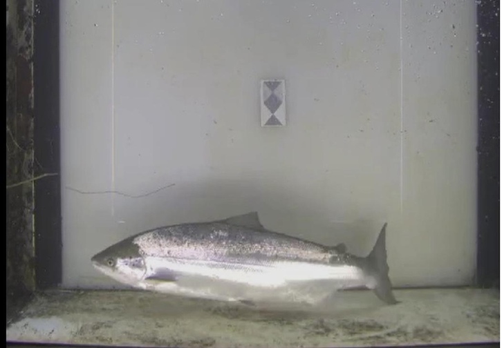 Denboraldiko lehen izokina sartu da Urumean 