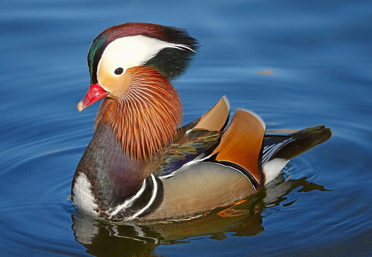 Mandarin ahate ar bat.