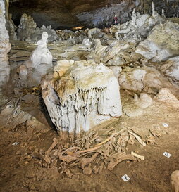 Los restos del bisonte, tal y como fueron encontrados al pie de una roca.