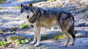 Iazko otsailean Larhun aldera ibiltari batek ikusi zuen animalia otso bat zela baieztatu zuen.