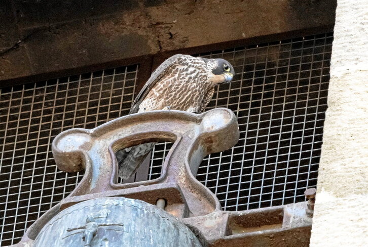 Hemen bikotekide bat. Ez dakigu Mercedes edo Tony den.