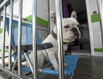 Materiales como el poliéster son más duraderos y sencillos de limpiar.