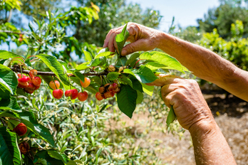 Una agricultora muestra los daños que el granizo causó en la cosecha en Italia.