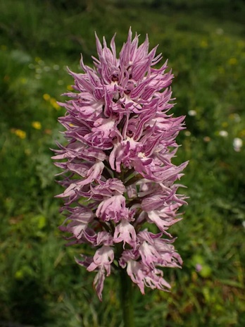 Basa orkideei balioa emateko hainbat jarduera egingo dute Laudion.