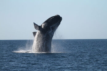 Una ballena en la costa de Hervey, no relacionada con la noticia.