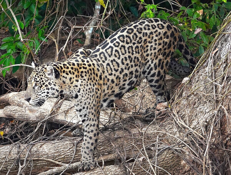 17_PANTALANA_jaguar2_DSC00028_2