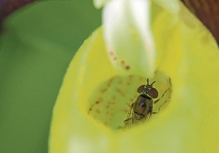 Un insecto queda atrapado en la «trampa» que les pone la propia planta.