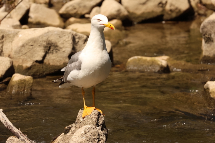 Una gaviota adulta, en el río Arga, cerca del puente del Plazaola.
