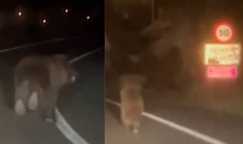 El oso, corriendo por la carretera y llegando a Ezkaroze.