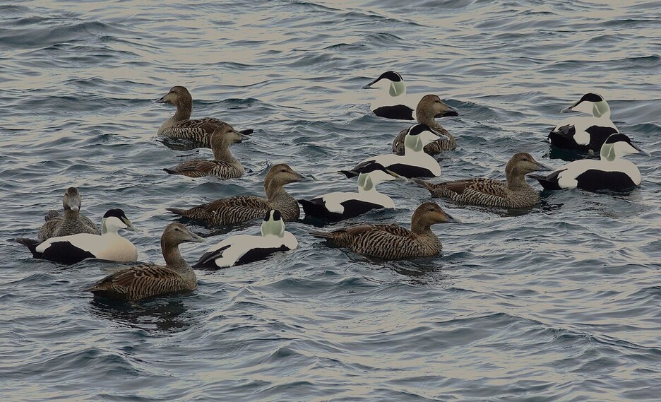 Eider arrunten saldoa, arrak eta emeak elkarrekin (Somateria mollissima).