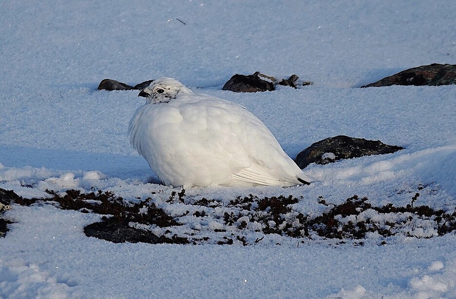 Lagopodo eskandinaviarra (Lagopus lagopus).
